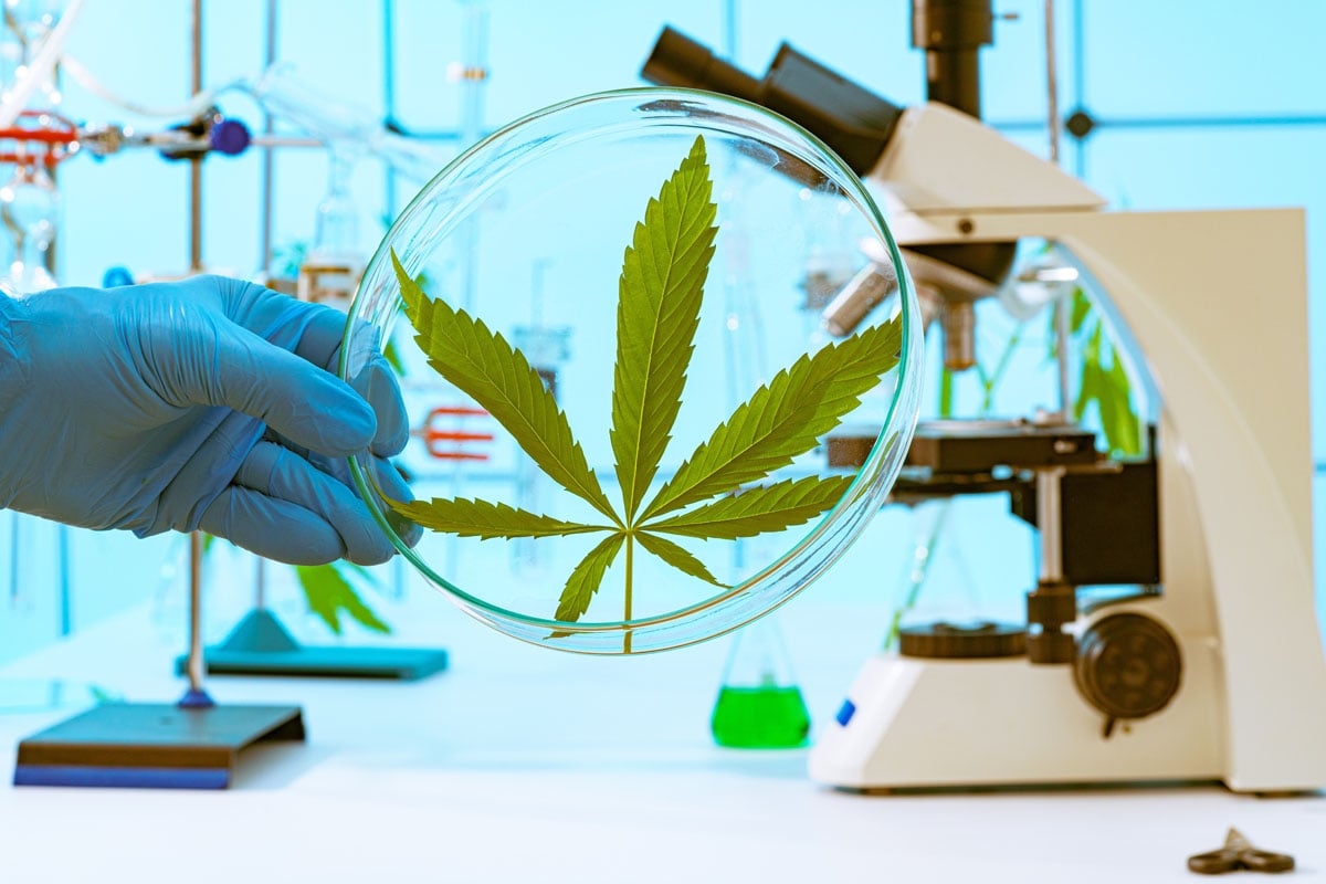 CBG vs. CBGA: Explore how heat turns CBGA into CBG, why it's the mother cannabinoid, and what early research shows.